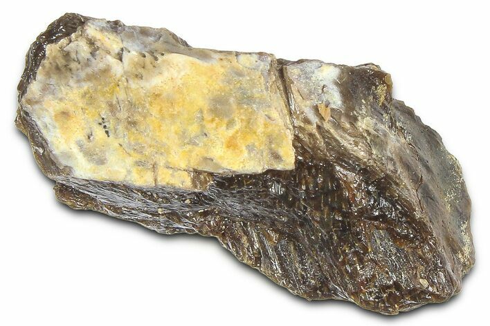 Fossil Tyrannosaur (T rex) Bone Section - Wyoming #382624